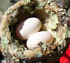 Green-breasted Mango nest