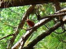 Hepatic Tanager