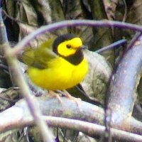 Hooded Warbler