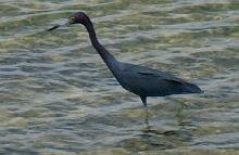 Little Blue Heron