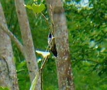 Long-billed Starthroat