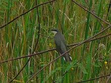 Mangrove Cuckoo