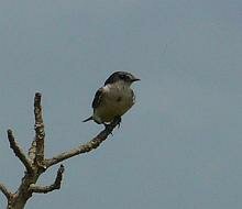 Mangrove Swallow