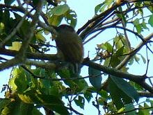 Olivaceous Piculet