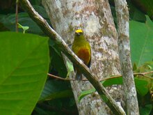 Olive-backed Euphonia