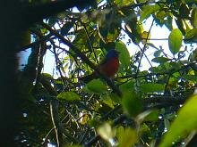 Painted Bunting