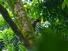 Pale-billed Woodpecker