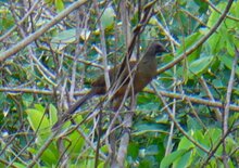 Plain Chachalaca