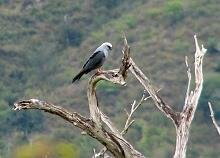 Plumbeous Kite