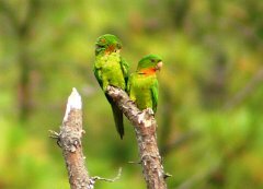 Red-throated Parakeet