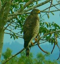 Roadside Hawk