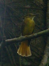 Royal Flycatcher