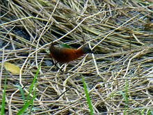 Ruddy Crake