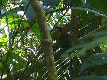 Rufous Motmot