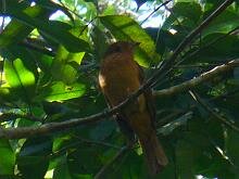 Rufous Piha