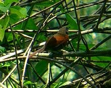 Rufous-breasted Spinetail