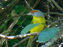 Rufous-browed Peppershrike
