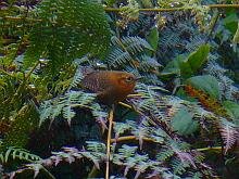 Rufous-browed Wren
