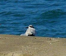 Sandwich Tern