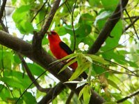 Crimson-collared Tanager