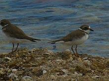 Semipalmated Plover
