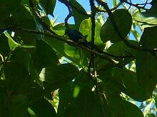 Shinning Honeycreeper