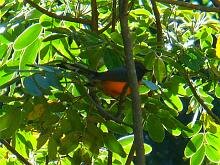 Slate-throated Redstart