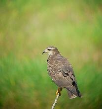 Snail Kite-juvenile