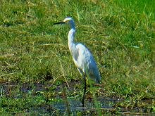 Snowy Egret