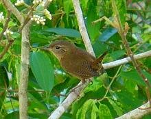 Southern House Wren