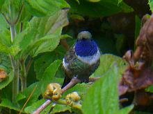 Sparkling-tailed Hummingbird