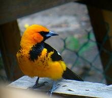 Spot-breasted Oriole