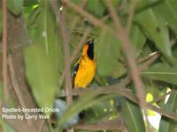 Spot-breasted Oriole