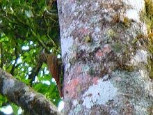 Spotted Woodcreeper