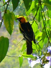 Streak-backed Oriole