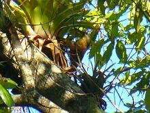 Strong-billed Woodpecker