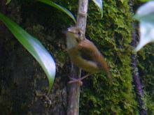 Stub-tailed Spedebill