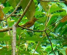 Summer Tanager Female