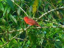 Summer Tanager Male