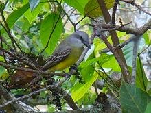 Tropical Kingbird