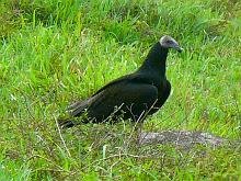 Turkey Vulture