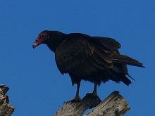 Turkey Vulture