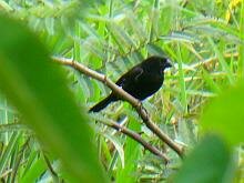 Variable Seedeater