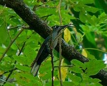Violet Sabrewing-female