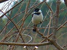White-collared Seedeater