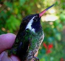 White-eared Humminbird