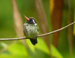 White-eared Humminbird