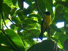 White-throated Shrike-Tanager