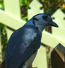 White-throated Magpie-Jay