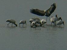 Wood Stork
